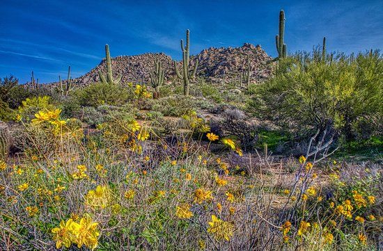 McDowell Sonoran Preserve